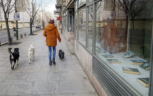 Dogs in retail stores sale