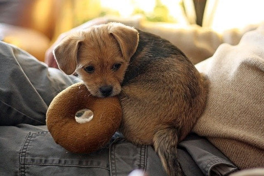  dog with toy
