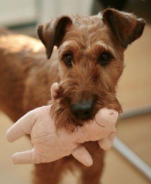 An Irish Terrier with a toy