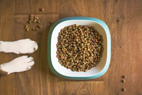  Bowl of dog kibble on the floor with dog paws.