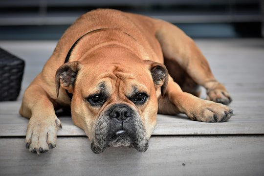 Bulldog lying on porch.