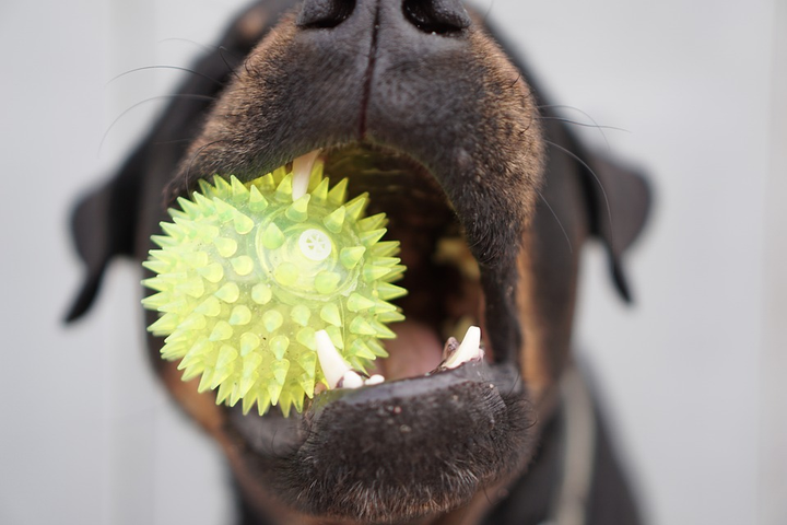 Closeup image or rottweiler chewing on dog toy.