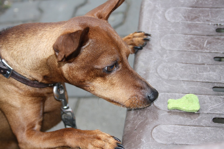 Dog examines dog treat left on park bench.