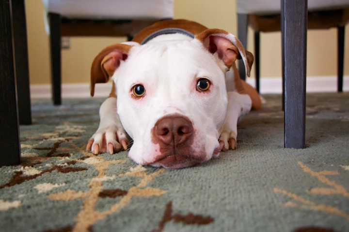 How to Get Dog Pee Smell Out of Carpet