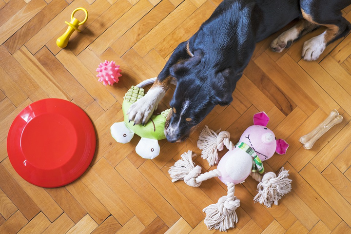 Dog playing with assorted dog toys lined up on the floor.