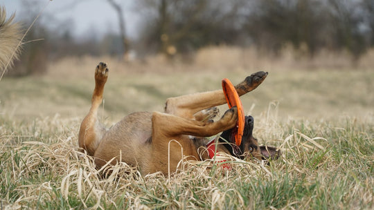 Dog rolling in grass with Frisbee.  