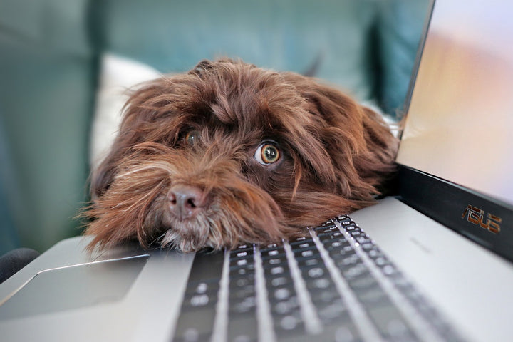 Dog with head on laptop.