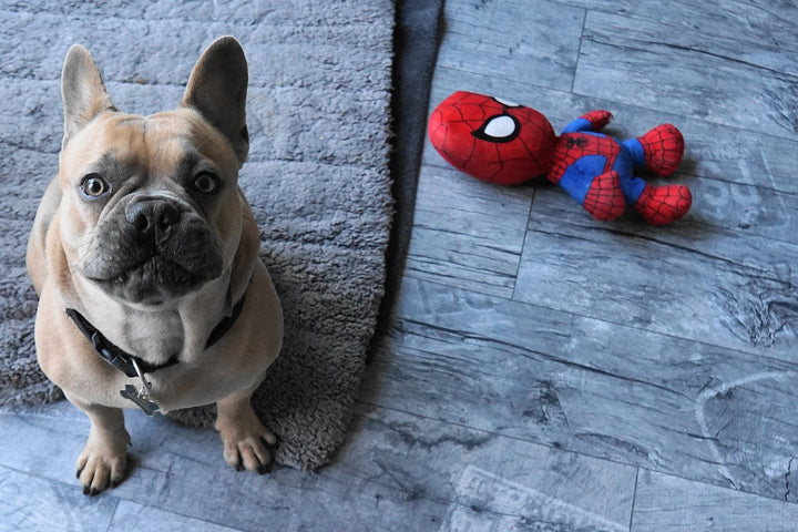 French bulldog with Spiderman doll.