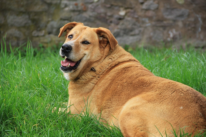Obese golden retriever smiling and laying in grass.