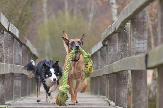 Two dogs running across a bridge with a rope toy.