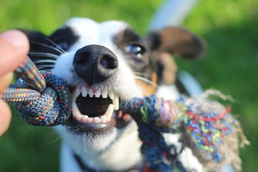 A dog tugging on a rope while baring its teeth. 