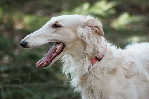 white borzoi relaxing outside surrounded by green trees