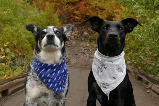 2 dogs with handkerchiefs