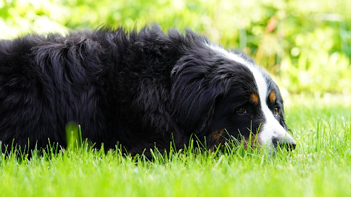 bernese mountain dog calmly laying in a bright green grassy field