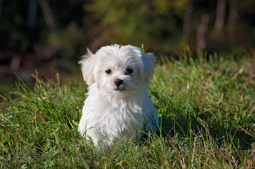 A little white puppy on tall green grass. 