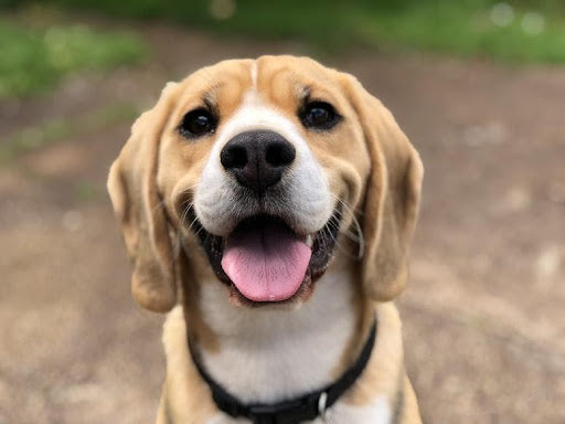 Beagle smiling with its tongue out