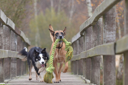 A border collie and friend running with a toy.