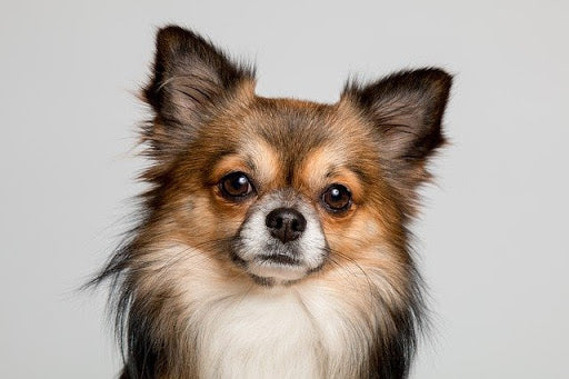 Front view of a long-haired chihuahua. 