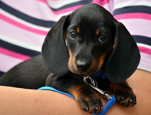 a Dachshund puppy