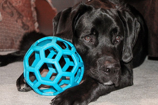 a black dog with a rubber ball