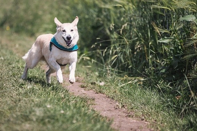  a white dog running down a path