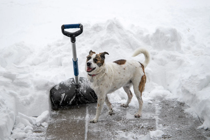 dog next to snow shove