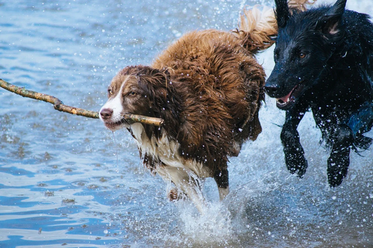dogs chasing after stick